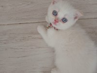 DİŞİ ERKEK YAVRULAR KEDİMİZ