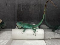 Mavi Iguana