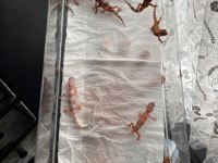 Leopard gecko