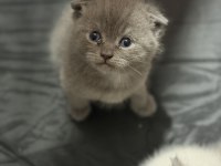 Minik scottish fold yavrulara yeni yuva