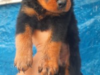 Rottweiler Dişi Erkek Mevcut Şecereli 