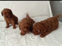 Irk Ve Sağlık Garanti Toy Poodle Yavrularımız