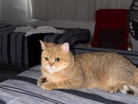 Ömürlük yuva 3 yaşında KISIR kedimiz