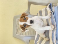 Safkan kısa bacak jack russell
