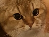 Efso ikiz kediler TRUFFLES ve OLLIE (beraber veya tek)