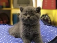 Gri Brıtısh Shorthair Yavrularım 