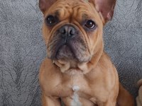 Acil Satılık French Bulldog