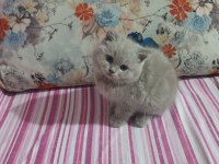 Harika Sevimli Ve Uyumlu Bir Kedimiz