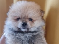 Çok tatlı henüz yavru aşılı pomeranian