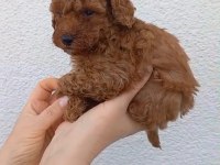 8 adet toy poodle uyguna sahiplendirilecek acil