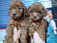 Toy Poodle Yavrularımız
