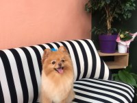Tarçın’a yeni yuva arıyoruz pomeranian boo