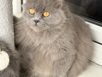 Ücretsiz British Longhair Kedisi