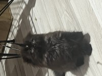 British longhair çikolatamıza yuva arıyoruz