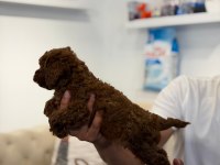 Irk Garantili Ve Sağlıklı Safkan Toy Poodle Yavruları