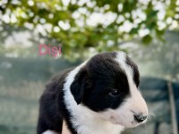 Saf kan border collie