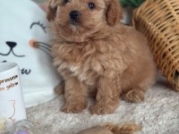 MÜKEMMEL GÜZELLİKTEKİ MALTIPOO YAVRUM 