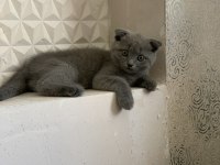 Scottish fold gri renk kedimiz