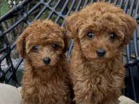 Toy Poodle Yavrularımız