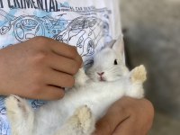 Cüce Tavşan Burdur
