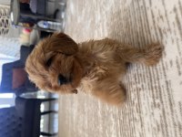 2 aylık dişi maltipoo