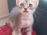 1 AYLIK SAFKAN ANKARA KEDİSİ YAVRULARI