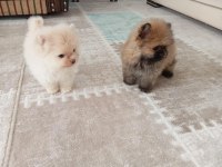 Pomeranian yavrularımız
