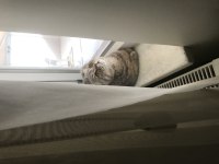 Bursa Scottish Fold