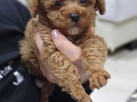 Kilo Garantili Ev Ortamındaki Poodle Yavrularım