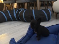 EN MİNİ BOY TEACUP CHİHUAHUA BEBEKLER