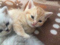 Hemen Teslim British Shorthair Yavrularımız