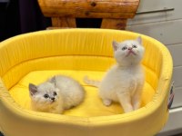 British shorthair yavrularımız