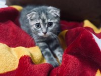 Acil scottish fold sahiplendirme