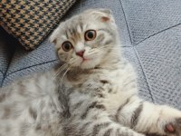 Scottish fold erkek kedimi veriyorum