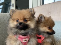 Ukrayna Menşeili Anne Babadan Pomeranian