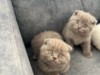 Ayı Suratlı Scottish fold yavrularim