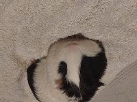 6 aylık erkek yavru guinea pig