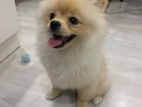 Pomeranian boo 7 aylık