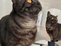Ücretsiz british shorthair kedimiz