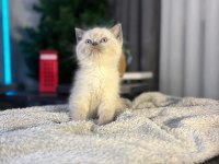 Teslime hazır british longhair pamuk yumağı minnoş