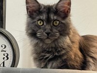 Eş Arama İlanı Maine Coon