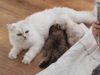 Safkan anne ve babadan british longhair