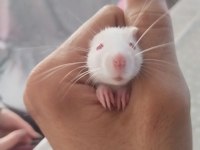 30 günlük ele alışık RAT bebekler