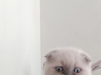 Oyuncu scottish fold 2.5 aylık