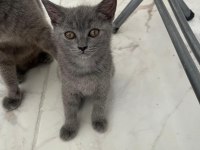 2,5 Aylık Scottish Fold ve British Shorthair Yavrular
