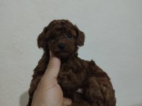 Orjinal toy poodle
