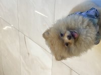Dişi Pomeranian Boo Yavrumuz