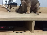 Yavru cane corso