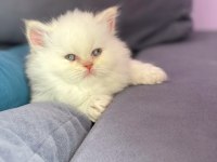 2 aylık British Longhair Dişi