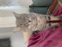 British shorthair kedisi